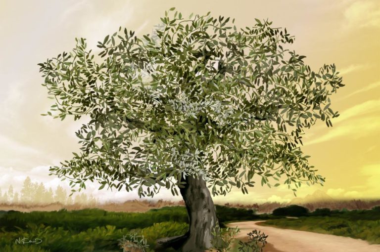 Ένα ελαιόδεντρο για κάθε ψυχή που χάθηκε στο Άουσβιτς