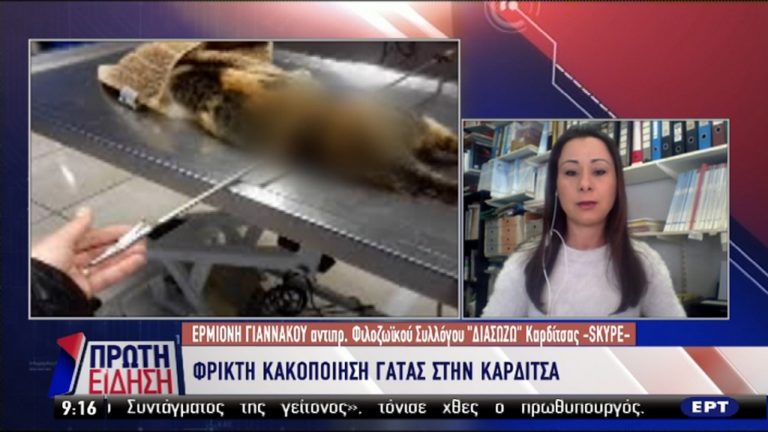 Καρδίτσα: Φρικτή κακοποίηση γάτας με ψαροντούφεκο