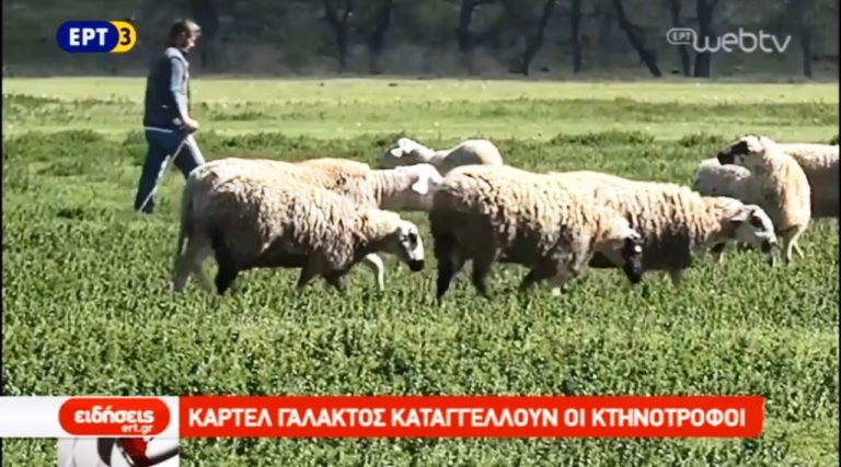 Καρτέλ γάλακτος καταγγέλλουν οι κτηνοτρόφοι της Θεσσαλίας (video)