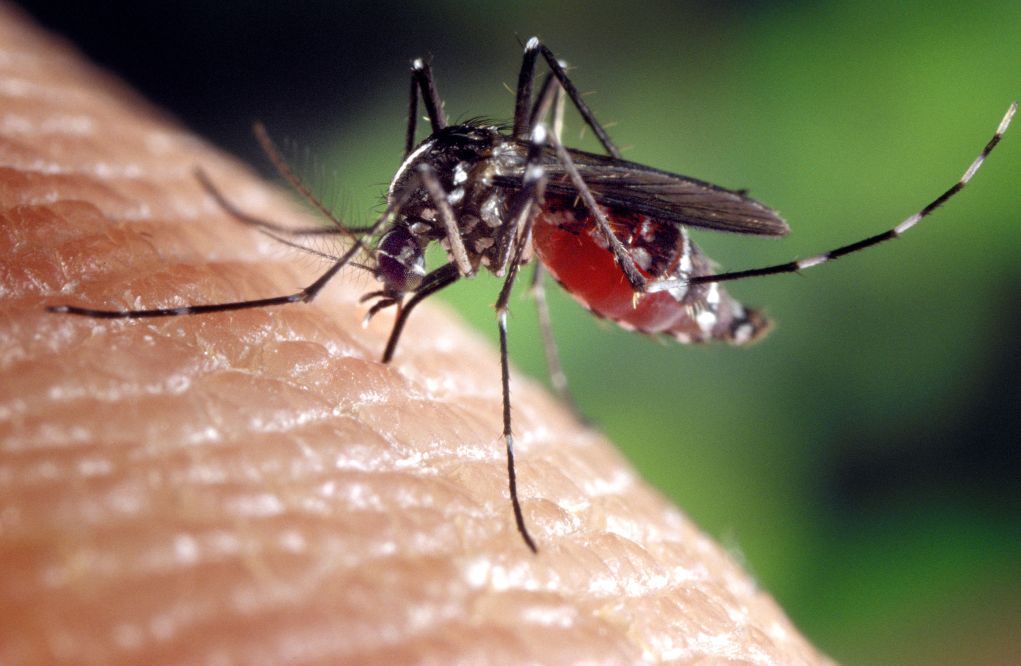 Εφαρμογή στο κινητό τηλέφωνο προειδοποιεί όταν τα κουνούπια πλησιάζουν