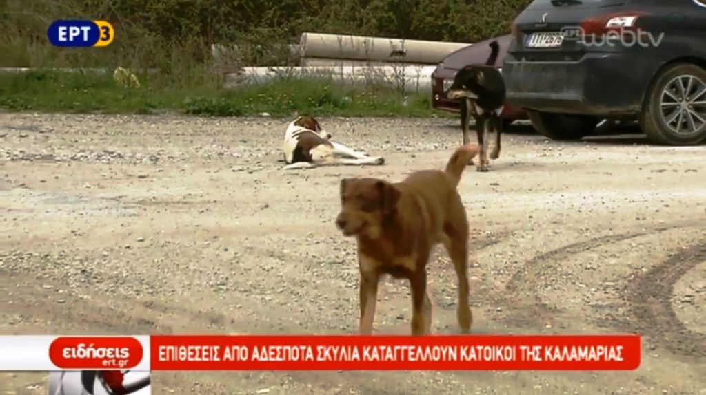 Επίθεση από αδέσποτα σκυλιά στην Καλαμαριά (video)