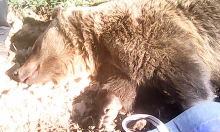 Αμύνταιο: Νεκρή αρσενική αρκούδα σε τροχαίο