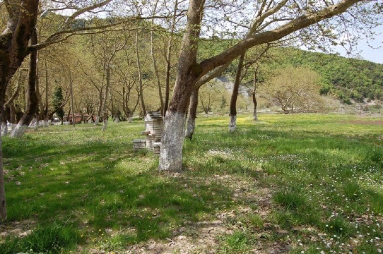 Ανοίγει ο δρόμος για ανάπλαση πάρκου Τύριας Δήμου Δωδώνης