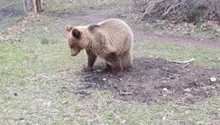 Κοζάνη: Νεκρό αρκουδάκι εντοπίστηκε στο Βατερό