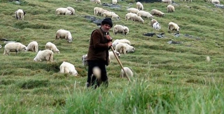 Αυξημένοι οι έλεγχοι φέτος στα εισαγόμενα αμνοερίφια ενόψει του Πάσχα