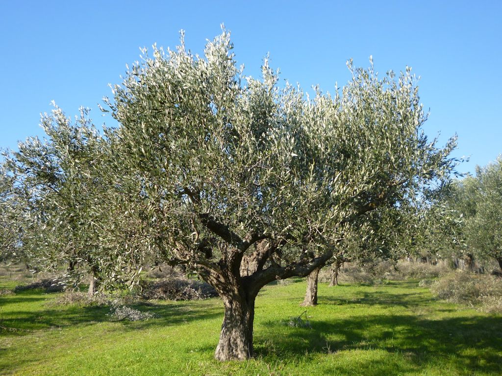 Αίτημα των φυτωριούχων της Κορινθίας προς το Υπουργείο Αγροτικής Ανάπτυξης και Τροφίμων