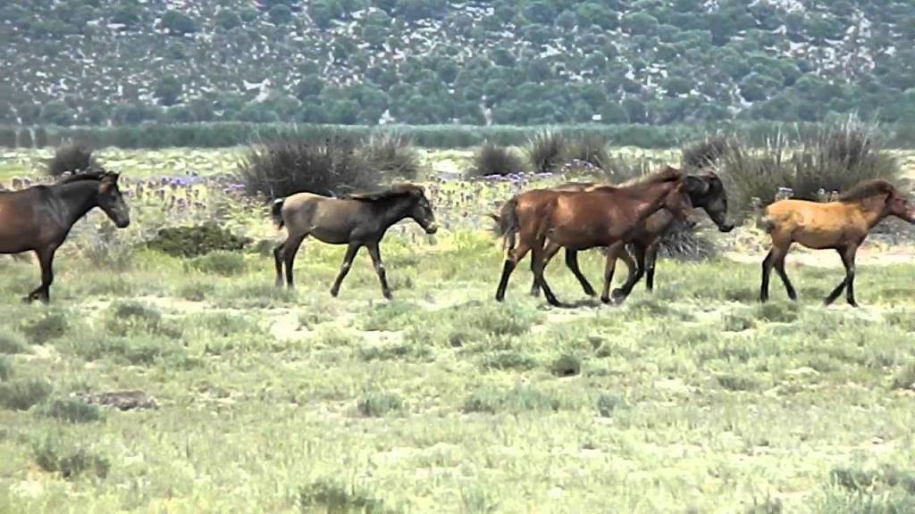Αγρίνιο: Νεκρά άγρια άλογα