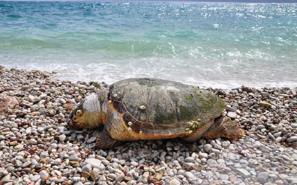 Ανησυχία για τις νεκρές χελώνες και δελφίνια στον Κορινθιακό κόλπο