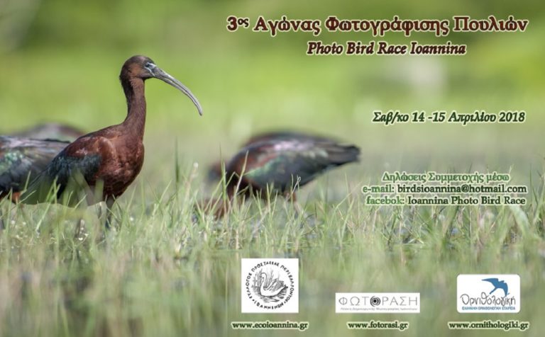 Φωτογραφίζοντας τα πουλιά