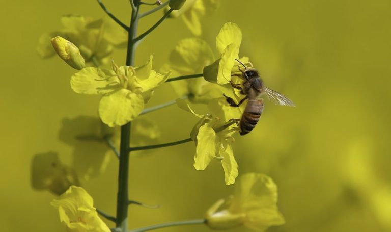 Η ΕΕ απαγορεύει τη χρήση των νεονικοτινοειδών εντομοκτόνων που βλάπτουν τις μέλισσες