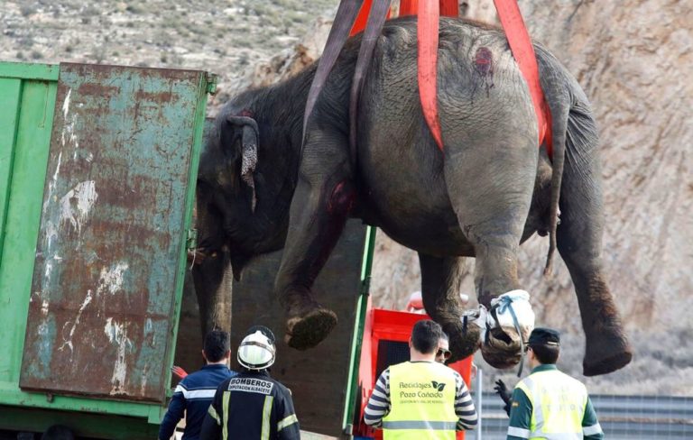 Ισπανία: Ελέφαντες βρέθηκαν σε αυτοκινητόδρομο έπειτα από τροχαίο