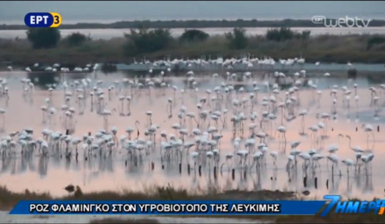 Μαγευτικές εικόνες ροζ φλαμίνγκο στον υγροβιότοπο της Λευκίμμης (video)