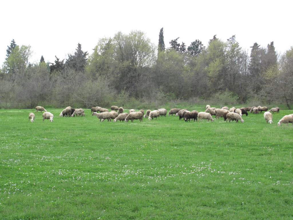 Κομοτηνή: Πασχαλινές  πίκρες για τους κτηνοτρόφους