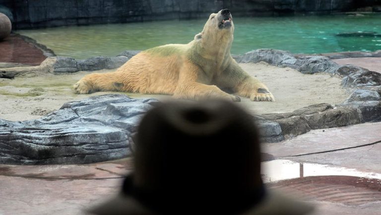 Έφυγε από τη ζωή η μοναδική «τροπική» αρκούδα