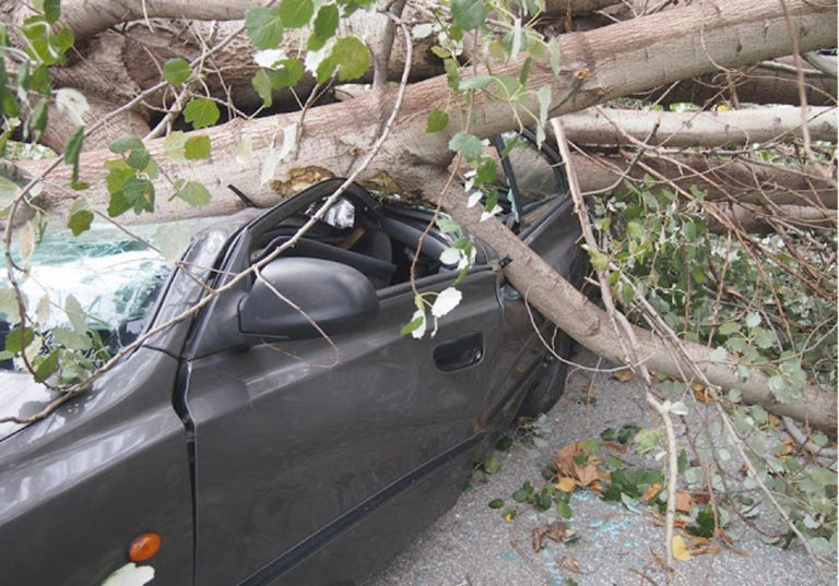 Νεκρός από πτώση δέντρου σε αυτοκίνητο στην Αλεξάνδρεια Ημαθίας