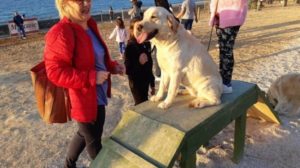 Το πρώτο πάρκο σκύλων στην Κρήτη