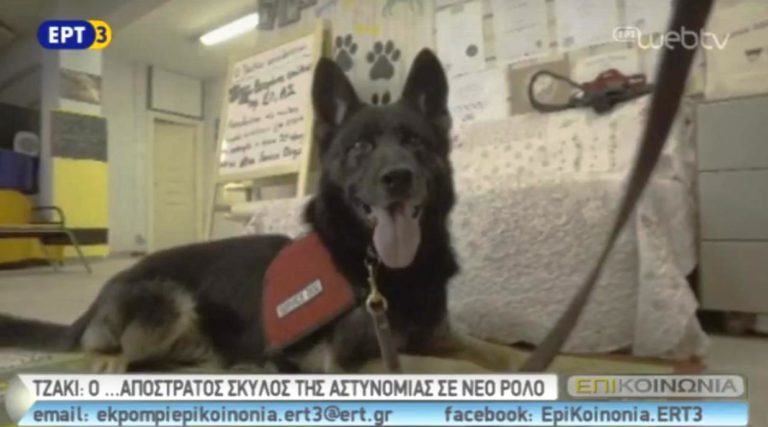 Απόστρατος σκύλος αστυνομικός (video)