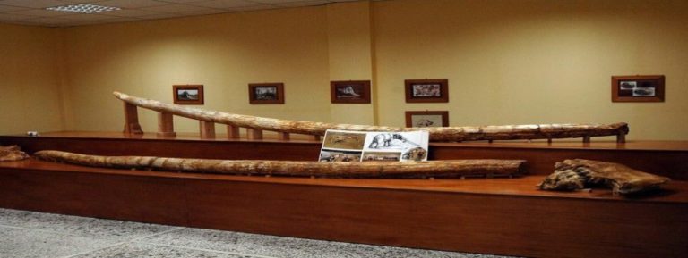«Το κυνήγι των Ελεφάντων στα Γρεβενά» στο Μουσείο Μηλιάς