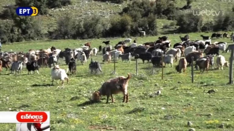 Ζωντανή παραμένει η ”μετακινούμενη” κτηνοτροφία (video)