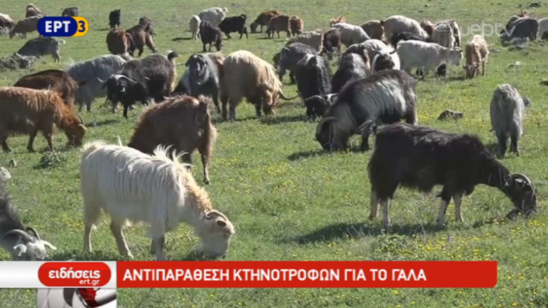 Αντιπαράθεση κτηνοτρόφων για το γάλα (video)