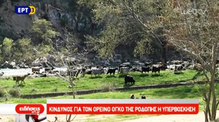 Κίνδυνος για τον ορεινό όγκο της Ροδόπης η υπερβόσκηση (video)