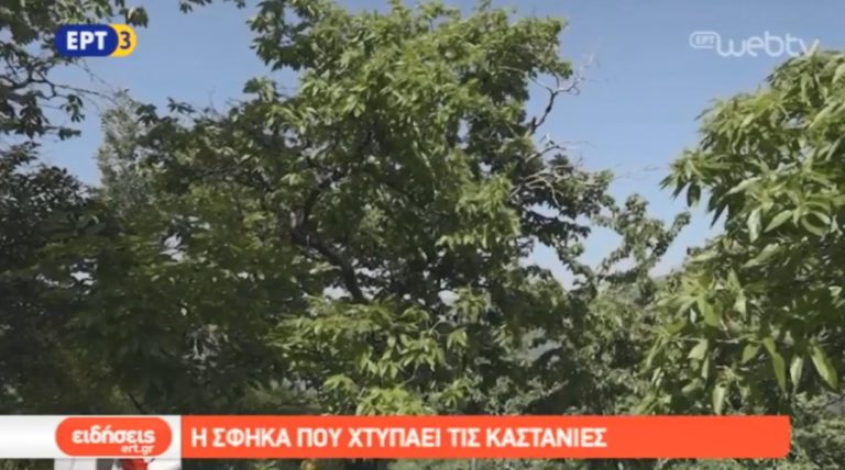 Η σφήγκα που χτυπάει τις καστανιές (video)