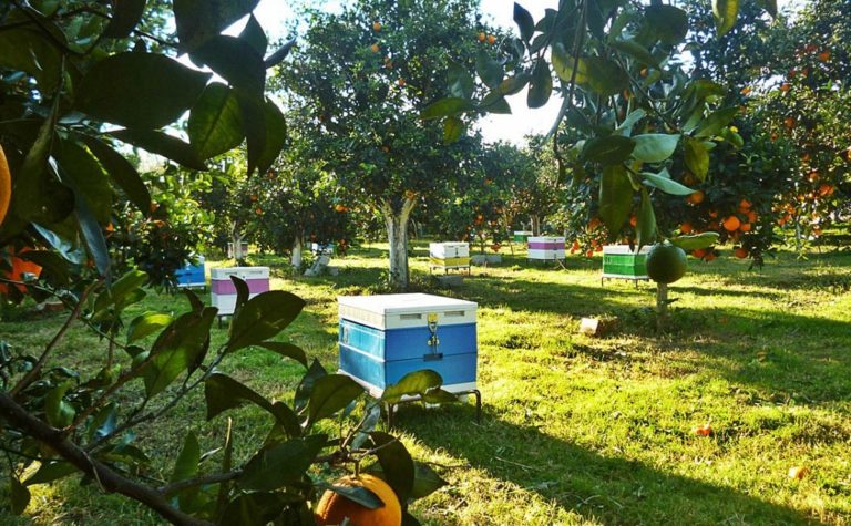 Οδηγίες για την τοποθέτηση κυψελών μελισσών σε περιοχές της Ροδόπης