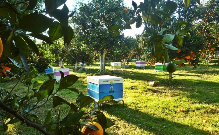 Ξάνθη: Συνεχίζει τα εκπαιδευτικά προγράμματα η μελισσοκομική οικοτεχνία Meligeysis
