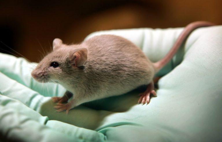 Επιστήμονες δημιούργησαν «συνθετικά έμβρυα» με κύτταρα ποντικών