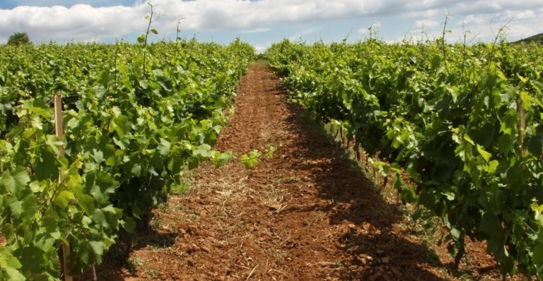 Διεπιστημονικό συμπόσιο για τη Ρετσίνα
