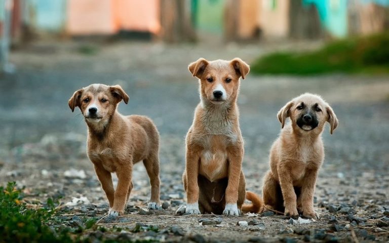 Ο Δήμος Τυρνάβου στειρώνει αδέσποτα ζώα
