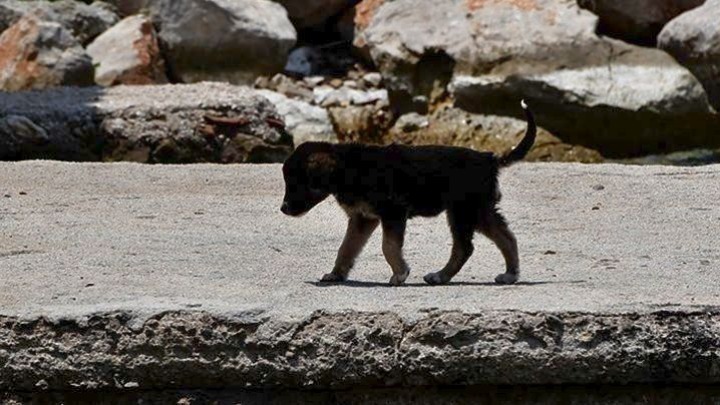 Μέτρα για τον περιορισμό των αδέσποτων στο Σέιχ Σου