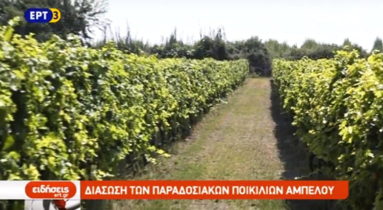 Vine SOS – Διάσωση των παραδοσιακών ποικιλιών αμπέλου (video)