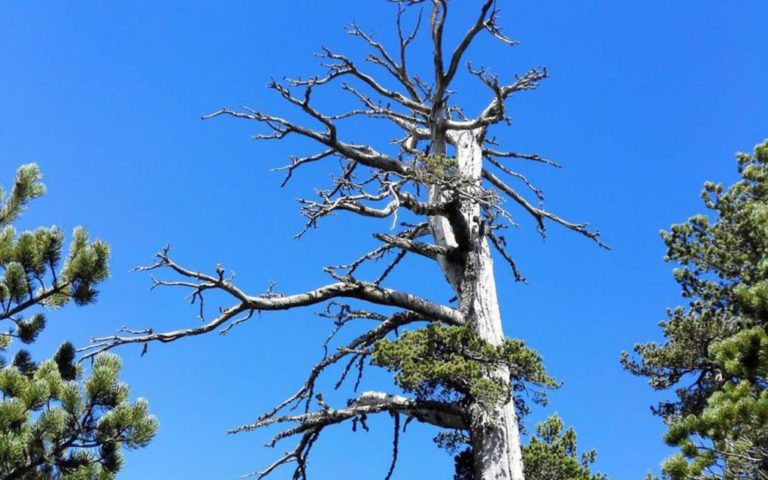 Ένα πεύκο ηλικίας 1.230 ετών είναι το γηραιότερο δέντρο στην Ευρώπη