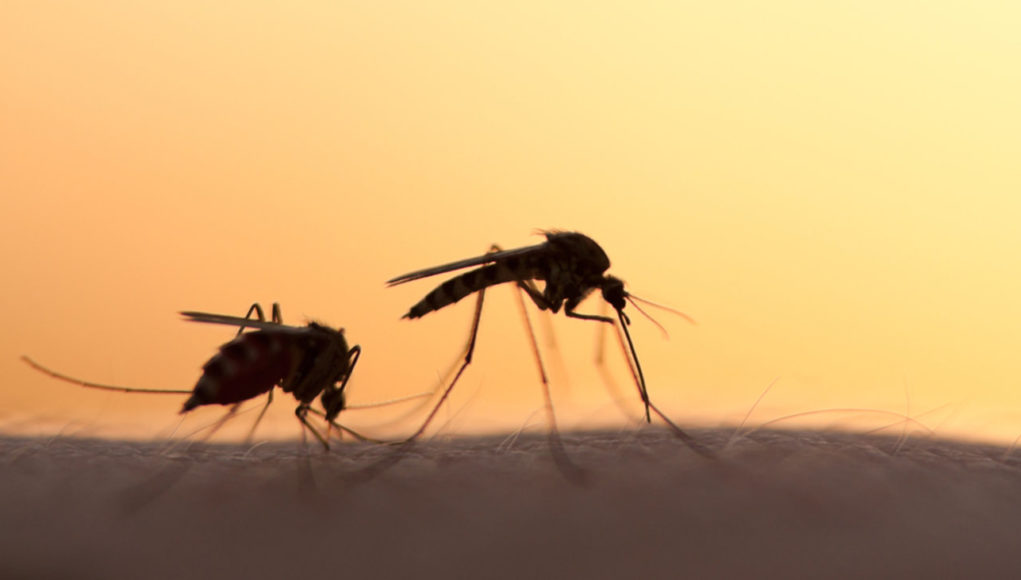 Μεσσηνία: «Προστασία» από τον Επίτροπο βρήκαν τα κουνούπια  