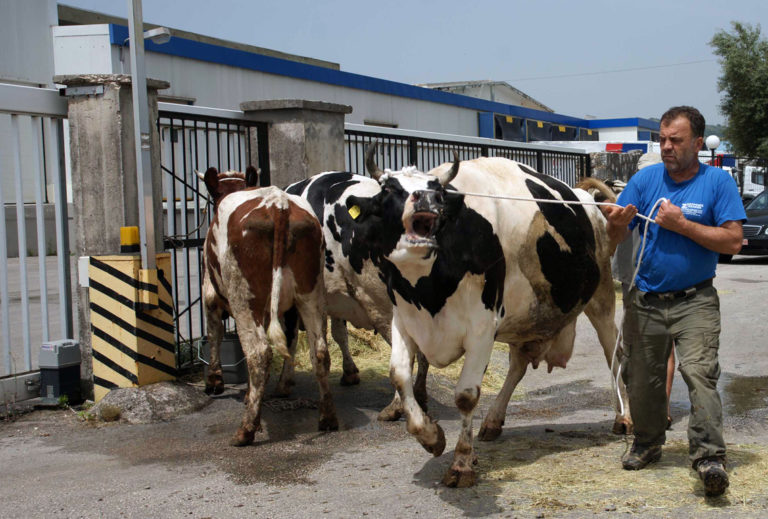 Συγκέντρωση διαμαρτυρίας των κτηνοτρόφων της Κεντρικής και Δυτικής Μακεδονίας στη Θεσσαλονίκη