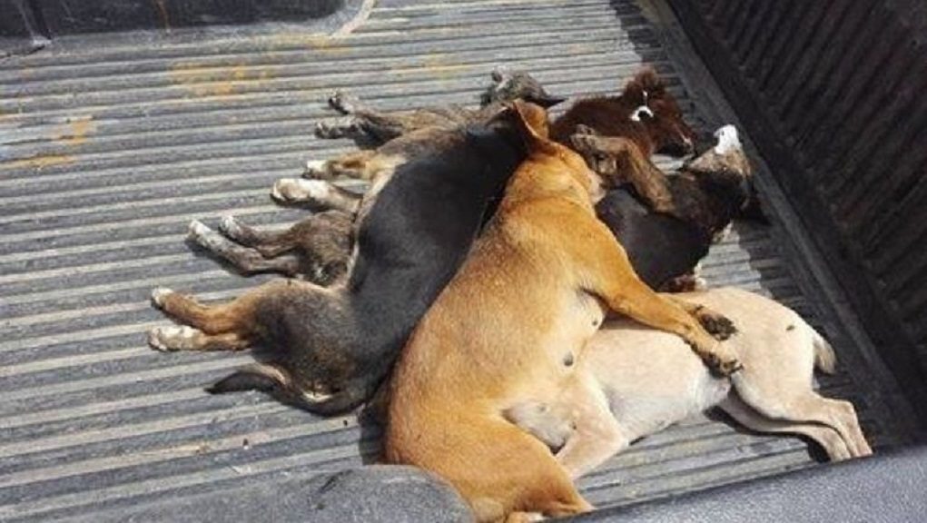 Ζάκυνθος: Συνελήφθησαν για θανάτωση σκύλου – παράνομη οπλοκατοχή