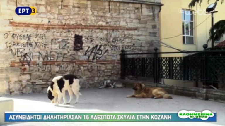 Εγκληματίες δηλητηρίασαν αδέσποτα σκυλιά στην Κοζάνη (video)