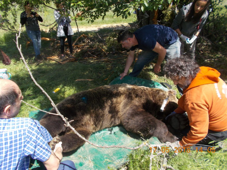 Υπό παρακολούθηση τέθηκαν τέσσερις… αρκούδες από την περιβαλλοντική οργάνωση “Καλλιστώ”