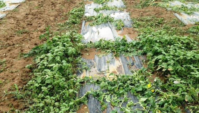Καλαμάτα: Προχωράει η εκτίμηση των ζημιών στην Τριφυλία