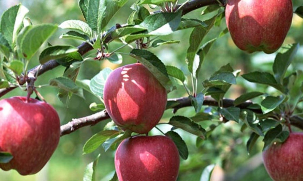 Καστοριά: Ημερίδα για την καλλιέργεια της μηλιάς