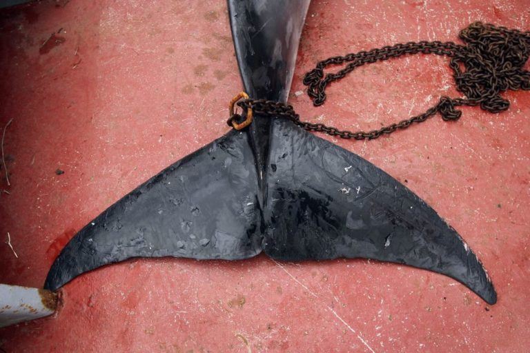 Ιαπωνία: 333 φάλαινες μινκ, εκ των οποίων οι 122 ήταν έγκυες, θανατώθηκαν από αλιείς