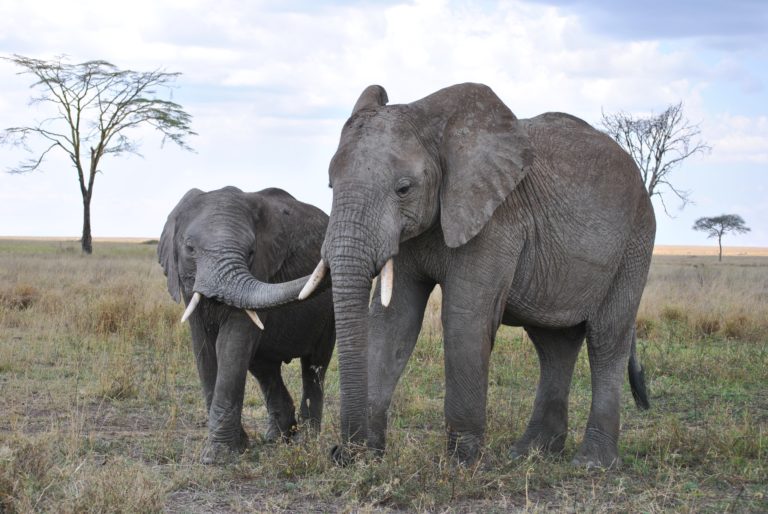 Ουγκάντα: Ελέφαντας ποδοπάτησε και σκότωσε τουρίστα σε σαφάρι