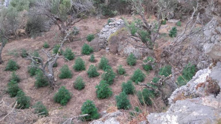 Εντοπίστηκε φυτεία με 1704 δενδρύλλια κάνναβης  στο Λασίθι