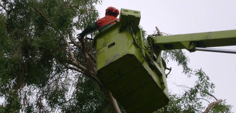 Χανιά: Κλάδεμα δέντρων στην οδό Χάληδων