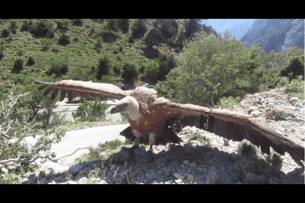 Πέταγμα προς την ελευθερία και πάλι για τραυματισμένο γύπα στον Ομαλό