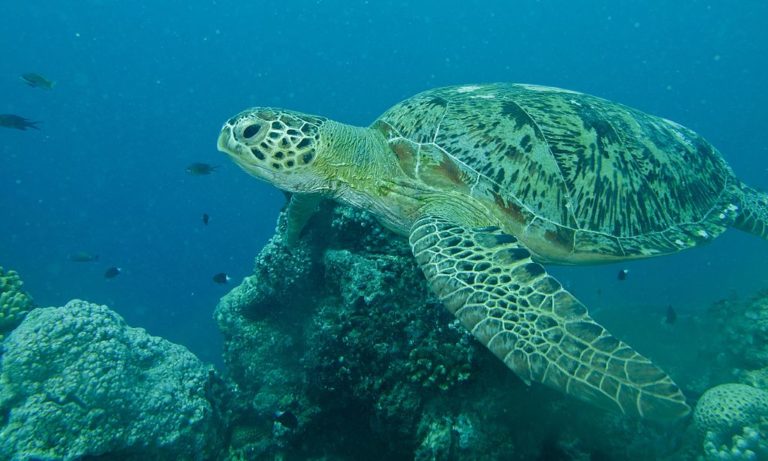 Ταϊλάνδη: Νεκρή θαλάσσια χελώνα που κατάπιε πλαστικές σακούλες
