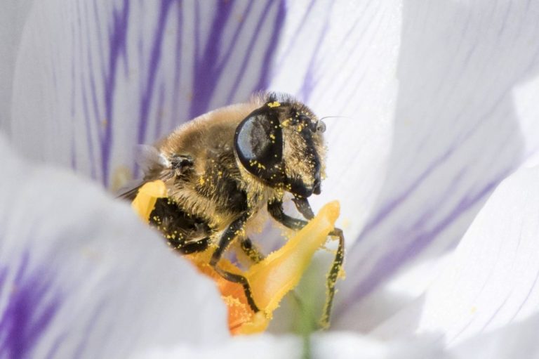 Έρευνα: Οι μέλισσες ίσως μπορούν να «κατανοήσουν» την έννοια του «μηδενός»