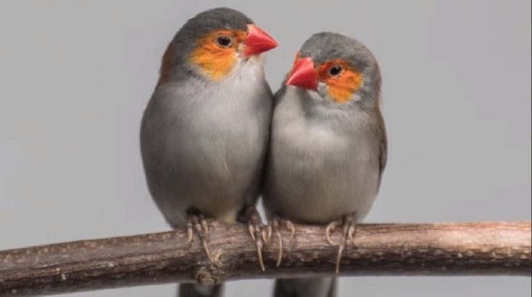 Σπάνια και εξωτικά πουλιά βρίσκουν καταφύγιο σε βρετανικό ζωολογικό κήπο (video)