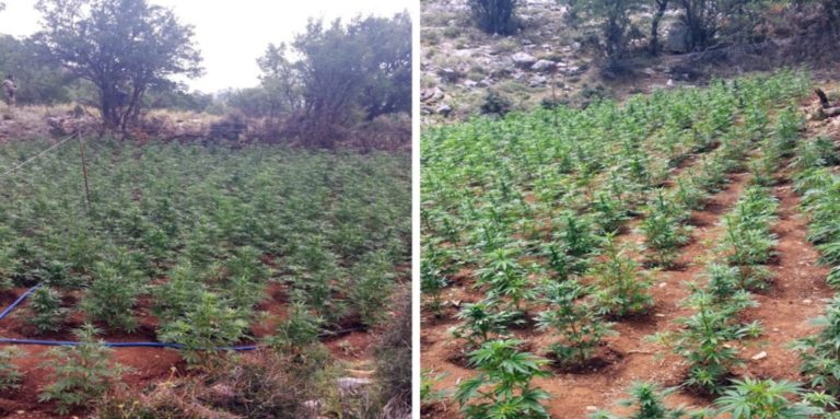 Ρέθυμνο: Ακόμη πέντε φυτείες κάνναβης εντόπισε η αστυνομία